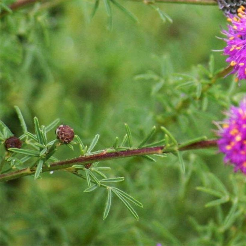 Dalea purpurea Stephanie - Prairieklaver (Blad)