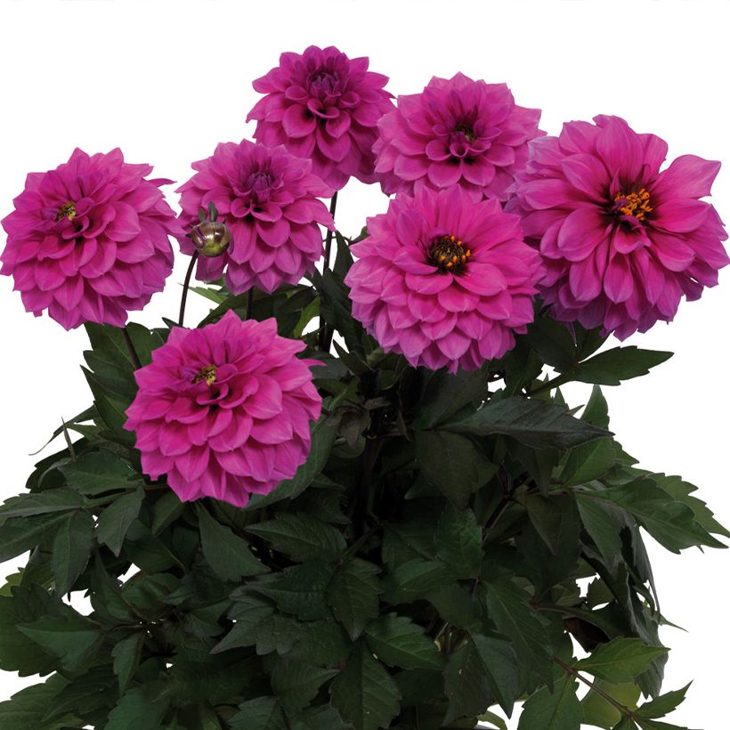 Dahlia Gardenetta Lavender - dwergdahlia (Bloei)