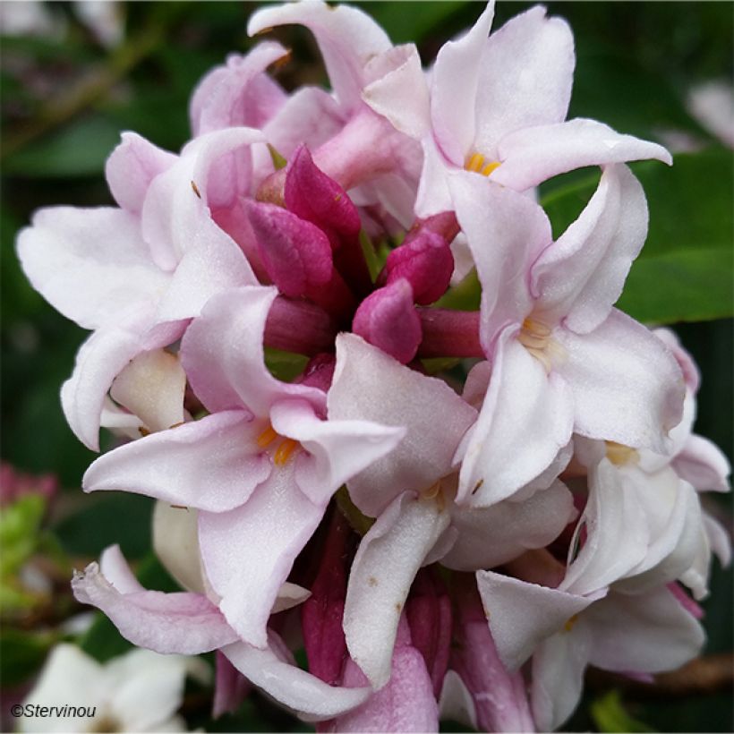 Daphne Perfume Princess - Peperboompje (Flowering)