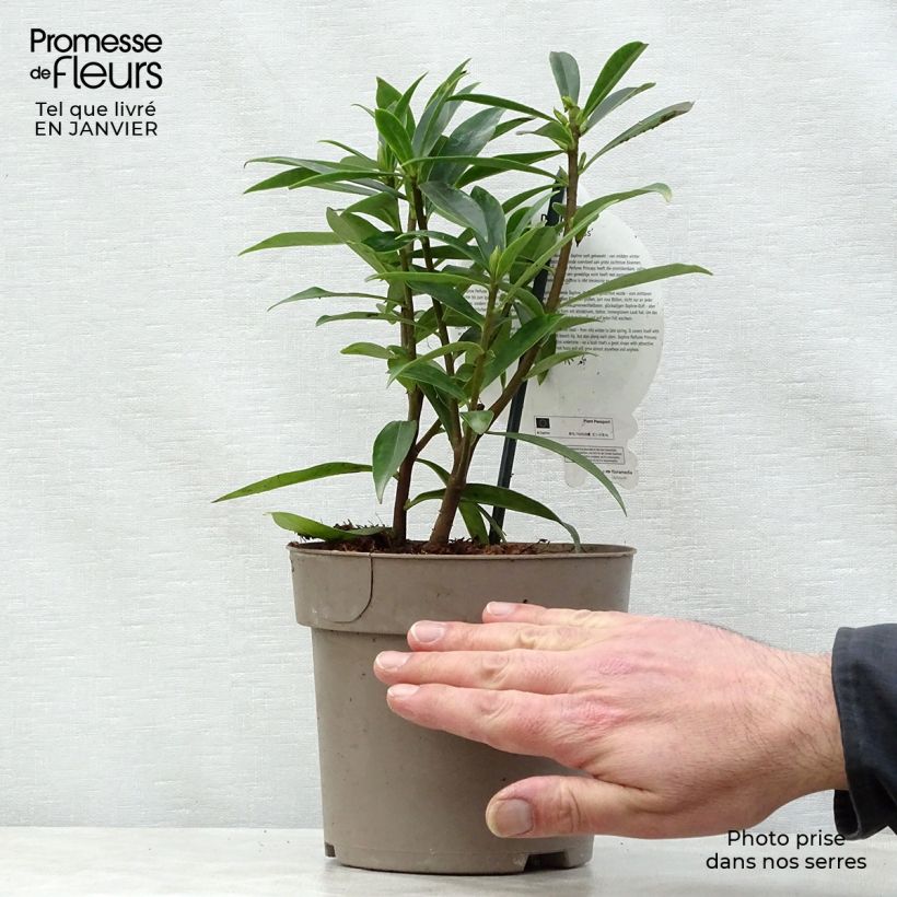 Example of Daphne Perfume Princess - Daphné parfumé Pot van 2 l/3 l as you get in hiver