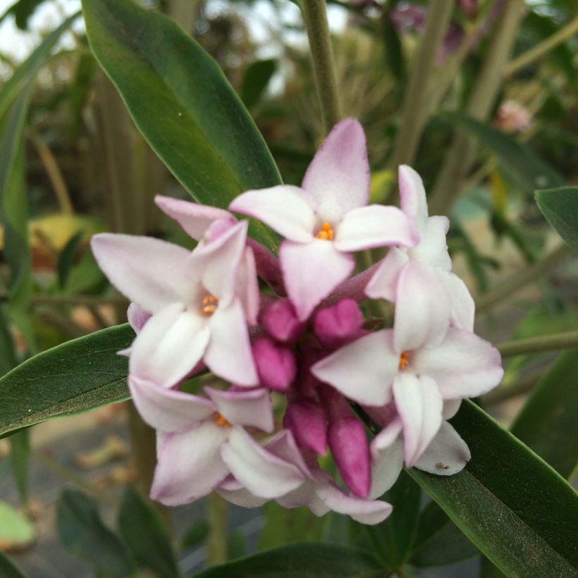 Daphne Spring Beauty - Peperboompje (Flowering)