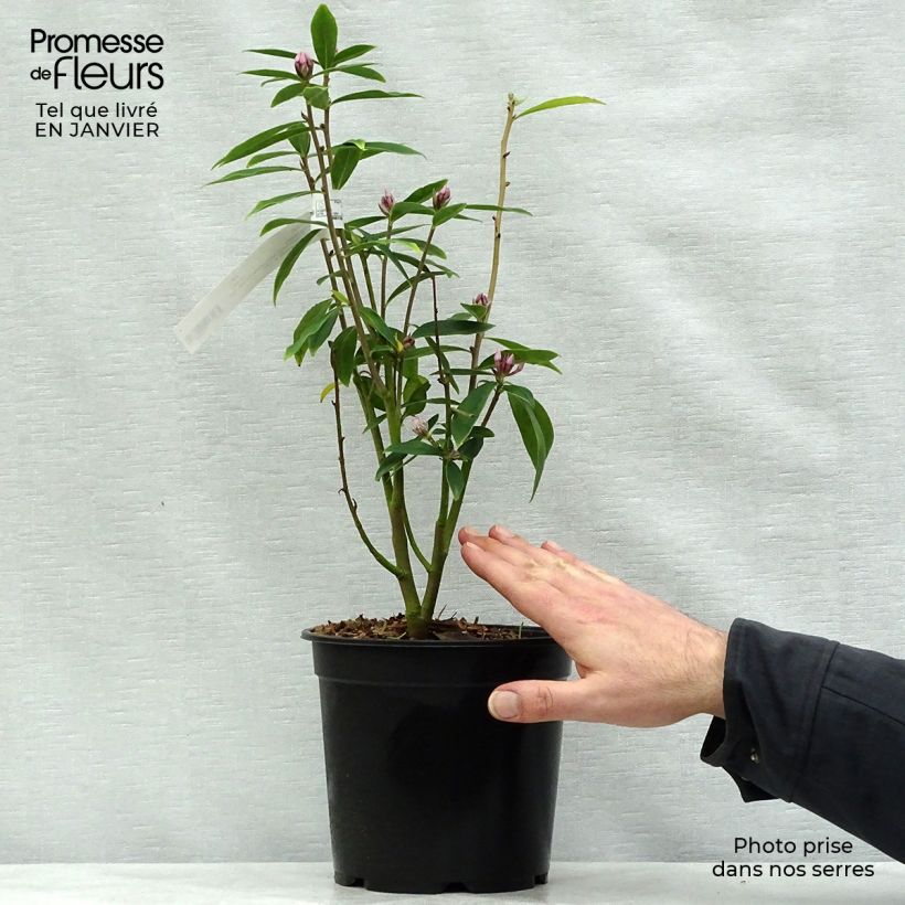 Example of Daphne Spring Beauty - Peperboompje Pot van 3 l/4 l as you get in hiver