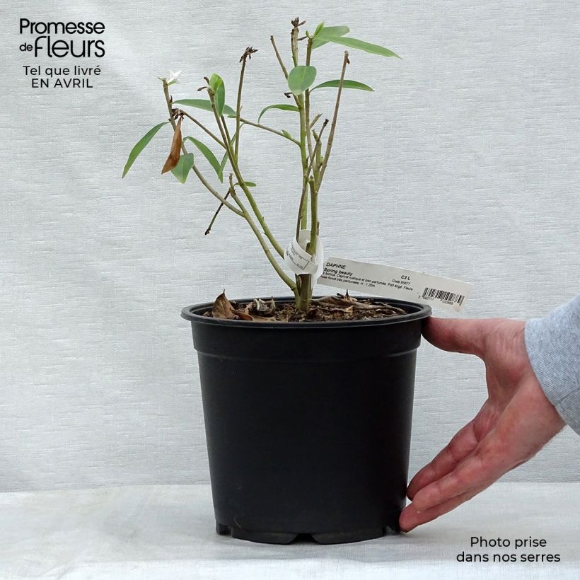 Exemplaar van Daphne Spring Beauty - Peperboompje Pot van 3 l/4 l zoals geleverd in de lente