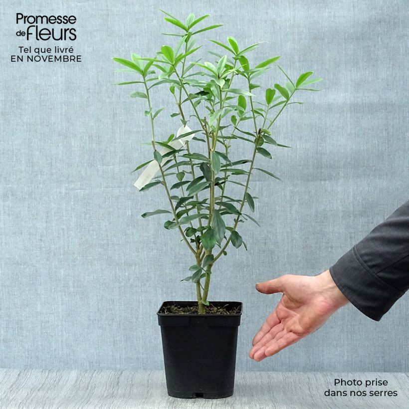 Exemplaar van Daphne Spring Beauty - Peperboompje Pot van 3 l/4 l zoals geleverd in de herfst