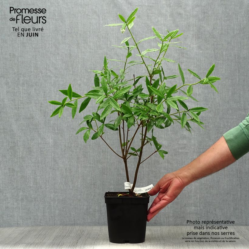 Exemplaar van Daphne Spring Beauty - Peperboompje Pot van 3 l/4 l zoals geleverd in de zomer