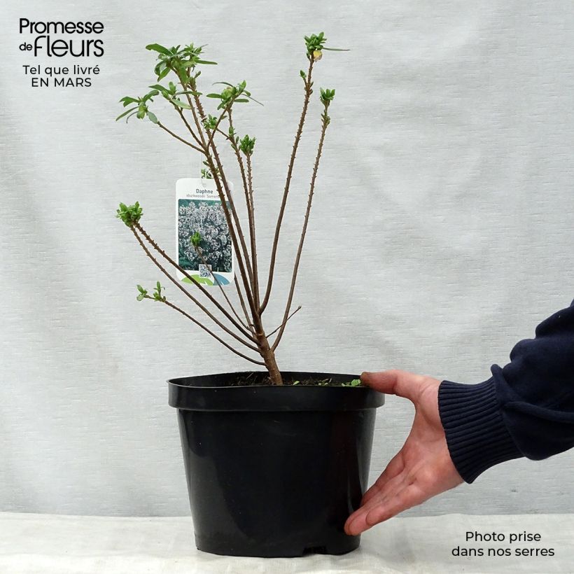 Example of Daphne burkwoodii Somerset - Bois joli Pot van 4 l/5 l as you get in printemps
