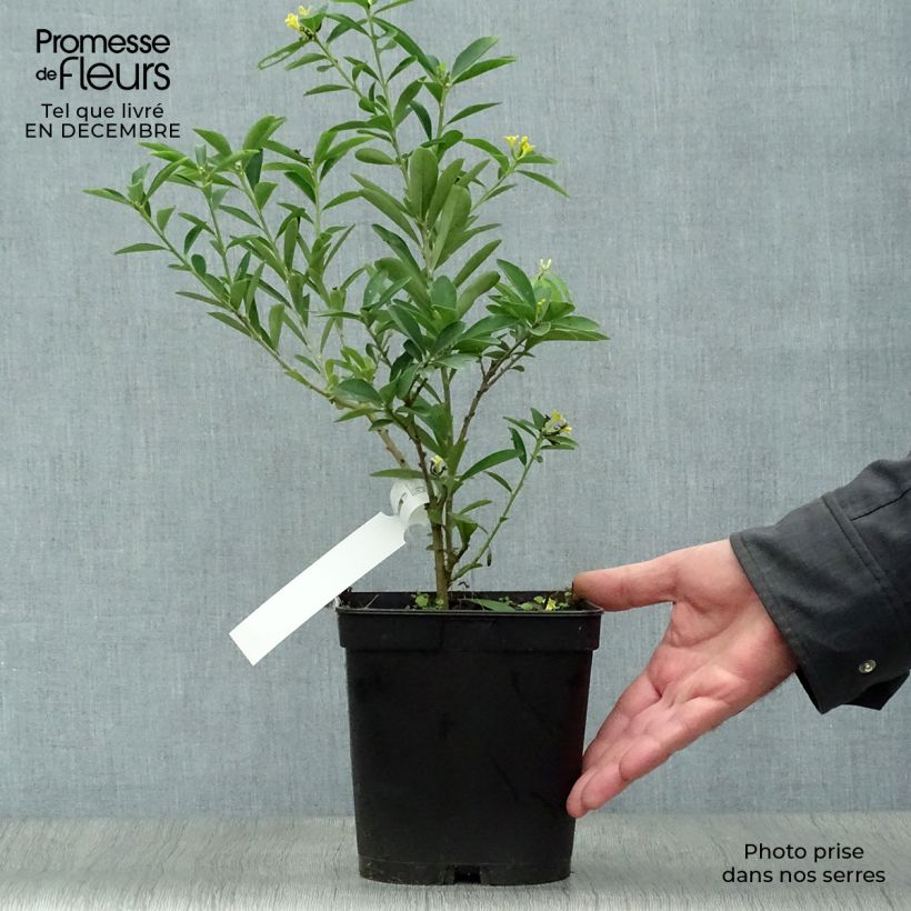 Example of Daphne gemmata Royal Crown Pot van 2 l/3 l as you get in hiver