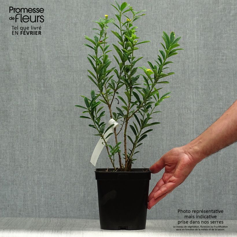 Exemplaar van Daphne gemmata Royal Crown - Peperboompje Pot van 2 l/3 l zoals geleverd in de herfst