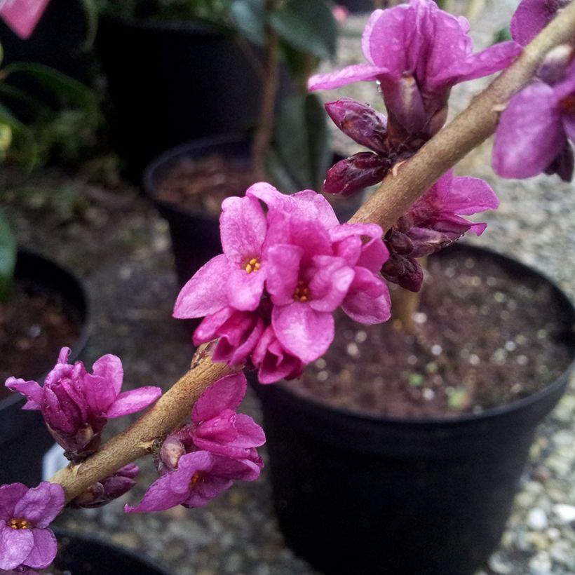 Daphne mezereum rubra - Peperboompje (Bloei)