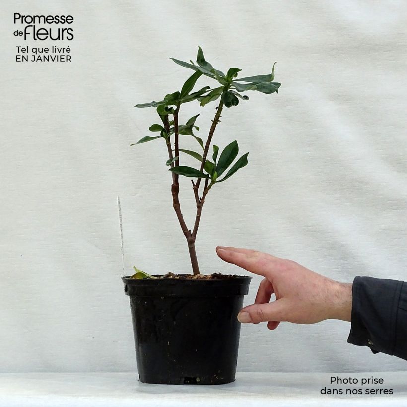 Example of Daphne odora - Bois-joli odorant Pot van 1 l/1,5 l as you get in hiver