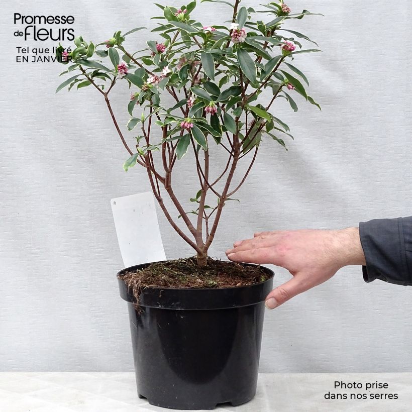 Example of Daphne odora Aureomarginata Pot van 2 l/3 l as you get in hiver