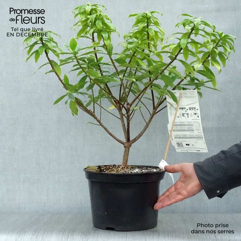Example of Daphne odora Aureomarginata Pot van 7,5 l/10 l as you get in hiver