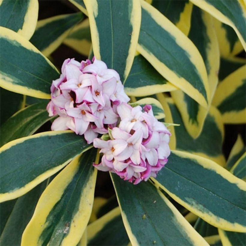 Daphne odora Marianni - Peperboompje (Flowering)