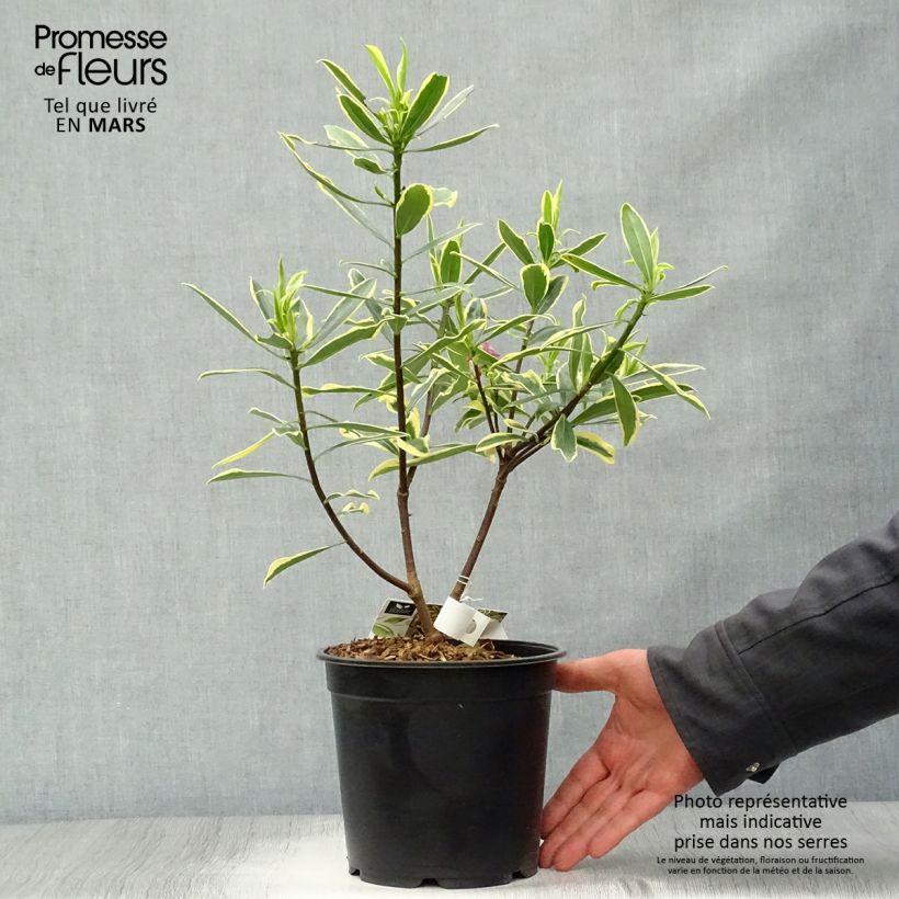 Example of Daphne odora Marianni - Peperboompje Pot van 2 l/3 l as you get in printemps