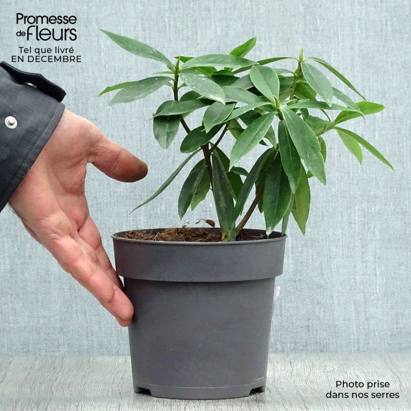 Exemplaar van Daphne odora Sweet Amethyst - Peperboompje Pot van 1 l/1,5 l zoals geleverd in de winter