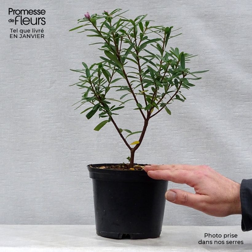 Example of Daphne x transatlantica Eternal Fragrance Pot van 2 l/3 l as you get in hiver