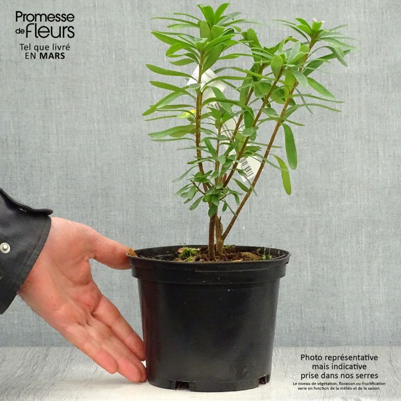 Exemplaar van Daphne transatlantica Pink Fragrance Pot van 2 l/3 l zoals geleverd in de lente