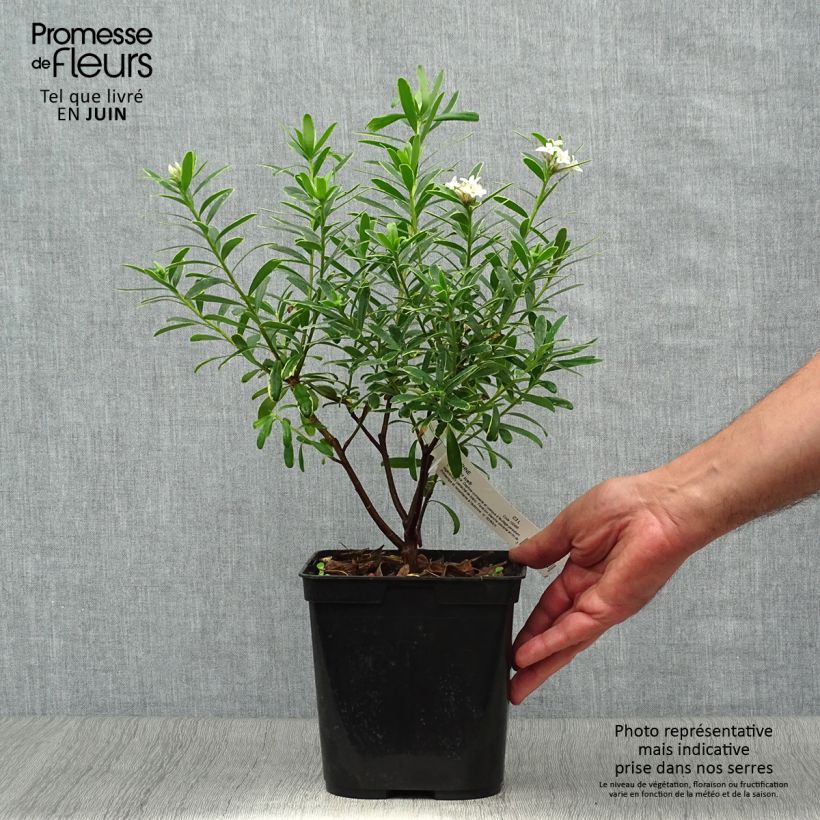Exemplaar van Daphne Summer Ice - Peperboompje Pot van 3 l/4 l zoals geleverd in de zomer