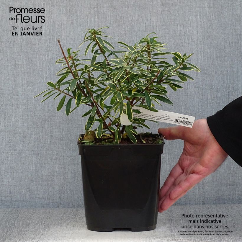 Example of Daphne Summer Ice - Peperboompje Pot van 3 l/4 l as you get in hiver