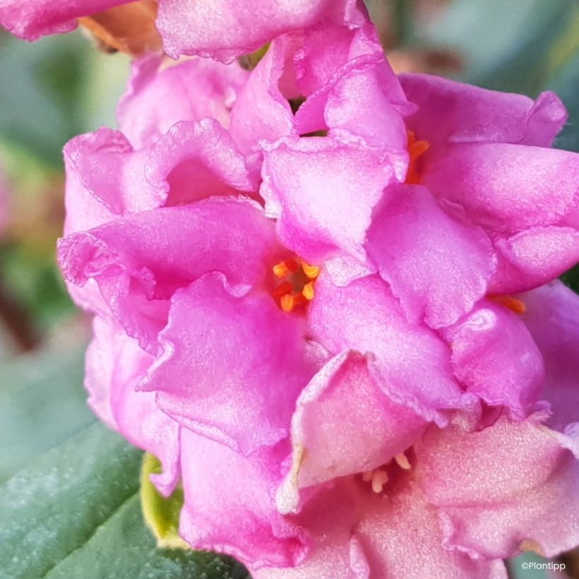 Daphne Sweetheart - Peperboompje (Flowering)
