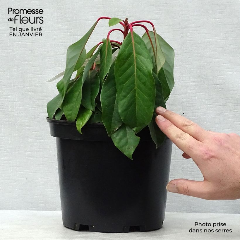 Example of Daphniphyllum himalayense macropodum Pot van 2 l/3 l as you get in hiver