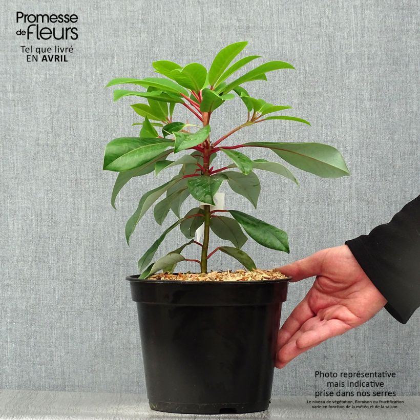Exemplaar van Daphniphyllum himalayense macropodum Pot van 2 l/3 l zoals geleverd in de lente