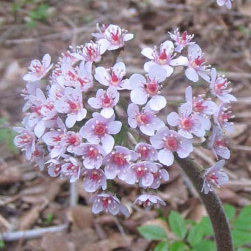 Darmera peltata - Schildblad (Flowering)