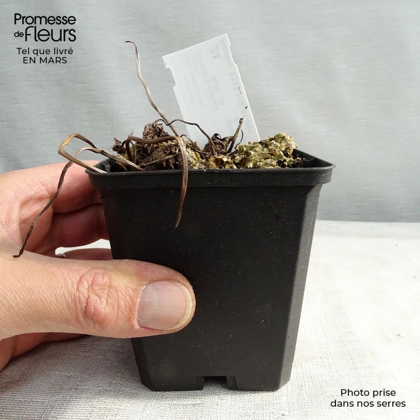 Example of Darmera peltata - Schildblad Kweekpotje van 8/9 cm as you get in hiver