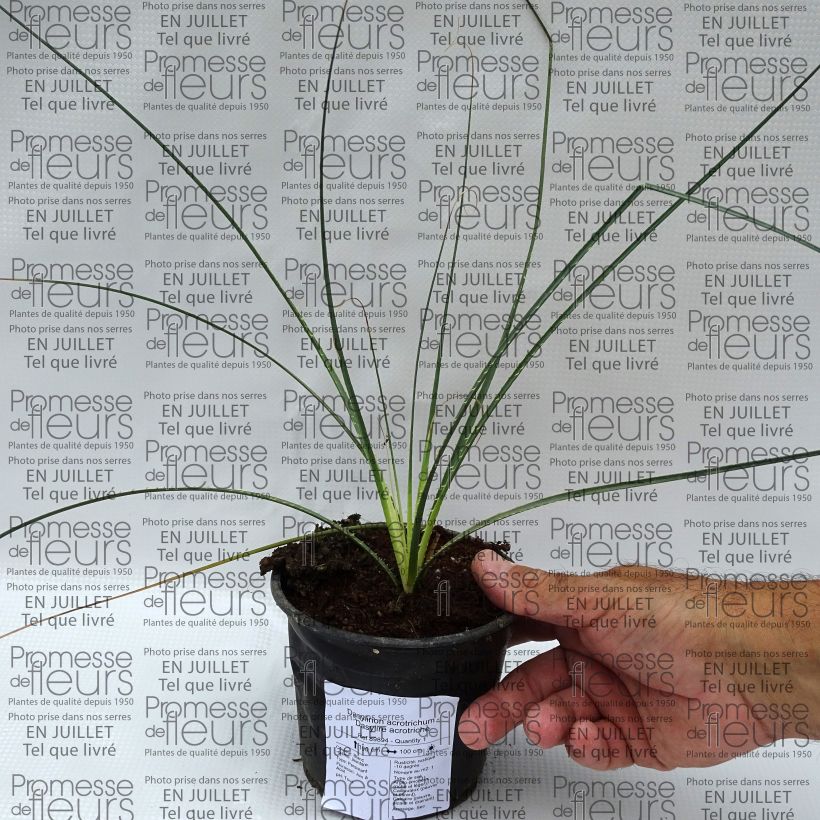 Exemplaar van Dasylirion acrotrichum - Mexicaanse grasboom Pot van 12 cm / 13 cm zoals geleverd in de zomer