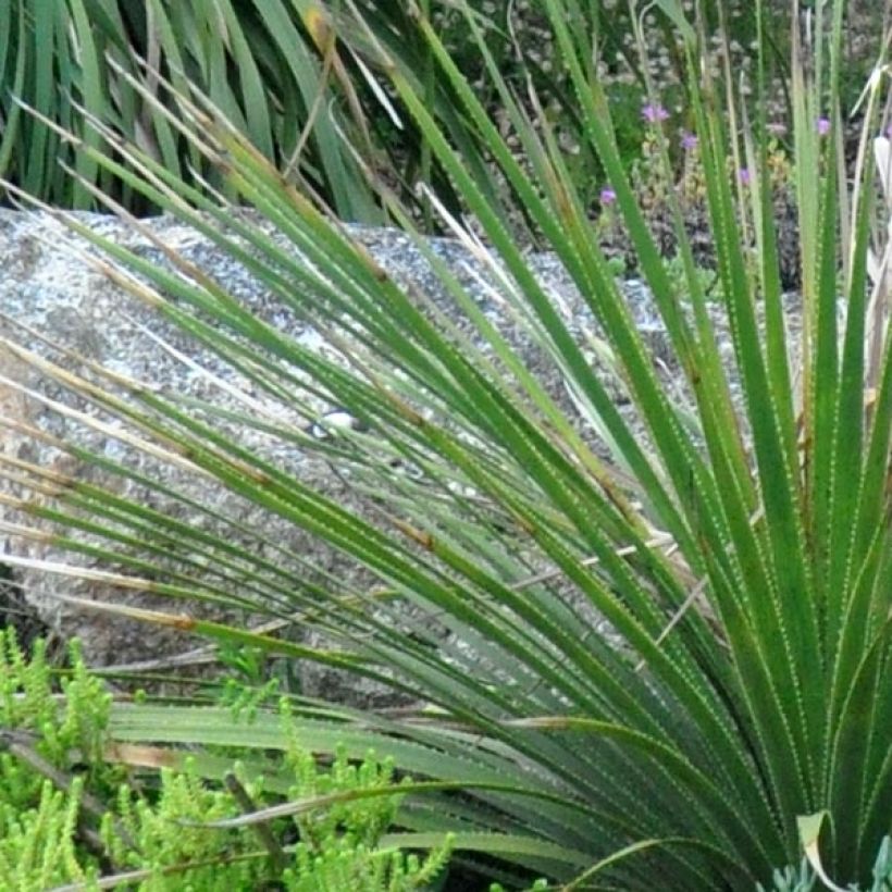 Dasylirion cedrosanum - Mexicaanse grasboom (Blad)