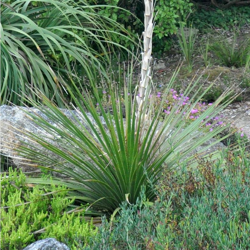 Dasylirion cedrosanum - Mexicaanse grasboom (Groeiplaats)