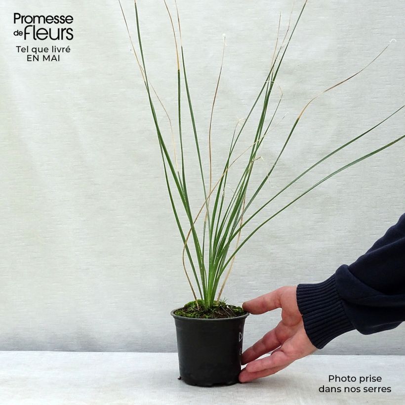Exemplaar van Dasylirion cedrosanum - Mexicaanse grasboom Pot van 12 cm / 13 cm zoals geleverd in de lente