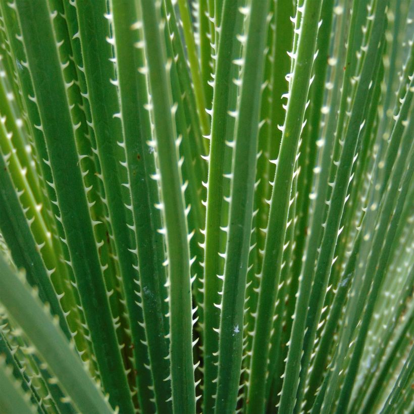 Dasylirion glaucophyllum - Mexicaanse grasboom (Foliage)