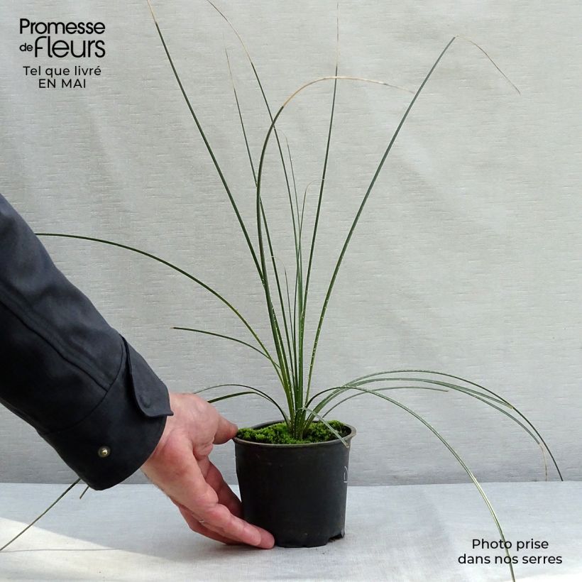Exemplaar van Dasylirion leiophyllum - Mexicaanse grasboom Pot van 12 cm / 13 cm zoals geleverd in de lente