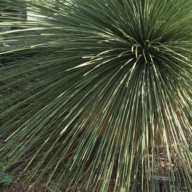Dasylirion longissimum - Mexicaanse grasboom (Foliage)