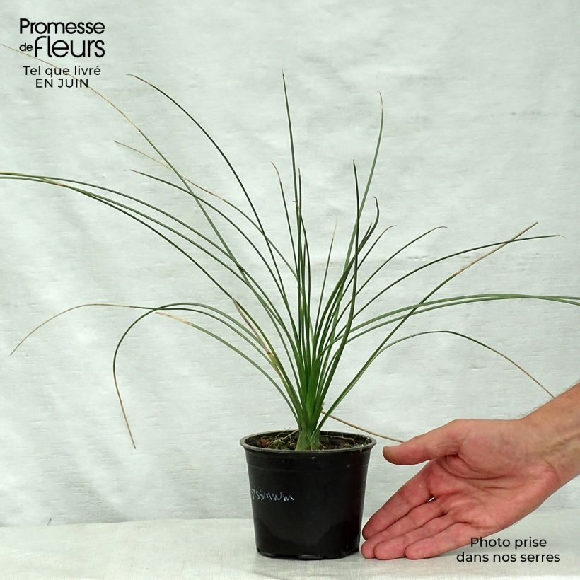 Exemplaar van Dasylirion longissimum - Mexicaanse grasboom Pot van 12 cm / 13 cm zoals geleverd in de zomer