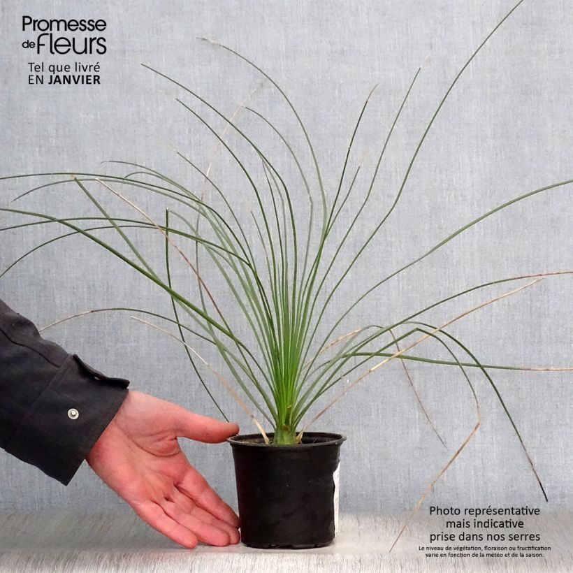 Example of Dasylirion longissimum Pot van 12 cm / 13 cm as you get in hiver