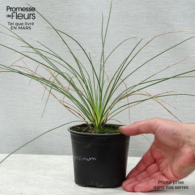 Exemplaar van Dasylirion longissimum - Mexicaanse grasboom Pot van 12 cm / 13 cm zoals geleverd in de lente