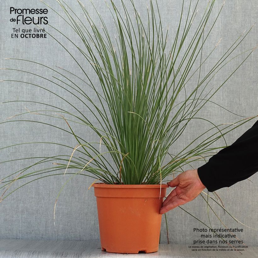 Exemplaar van Dasylirion longissimum - Mexicaanse grasboom Pot van 7,5 l/10 l zoals geleverd in de herfst