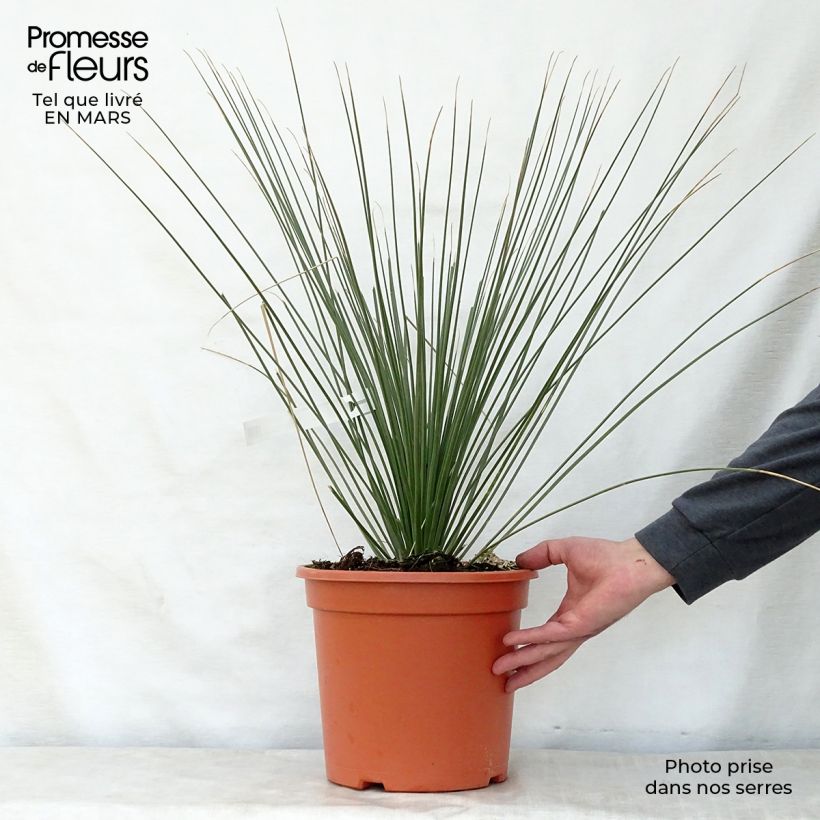 Exemplaar van Dasylirion longissimum - Mexicaanse grasboom Pot van 7,5 l/10 l zoals geleverd in de lente