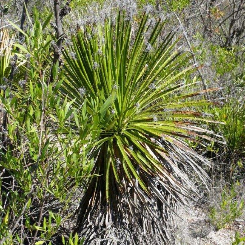 Dasylirion lucidum - Mexicaanse grasboom (Groeiplaats)