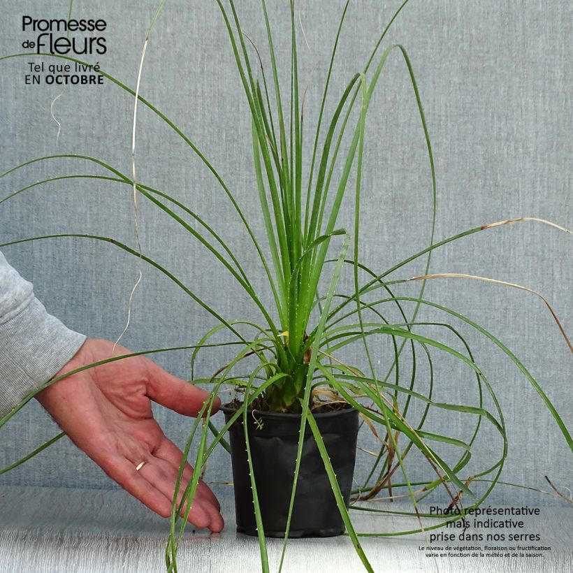 Exemplaar van Dasylirion lucidum - Mexicaanse grasboom Pot van 12 cm / 13 cm zoals geleverd in de herfst