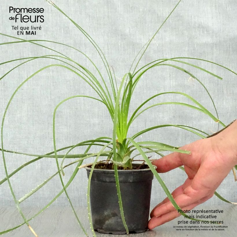 Exemplaar van Dasylirion lucidum - Mexicaanse grasboom Pot van 12 cm / 13 cm zoals geleverd in de lente