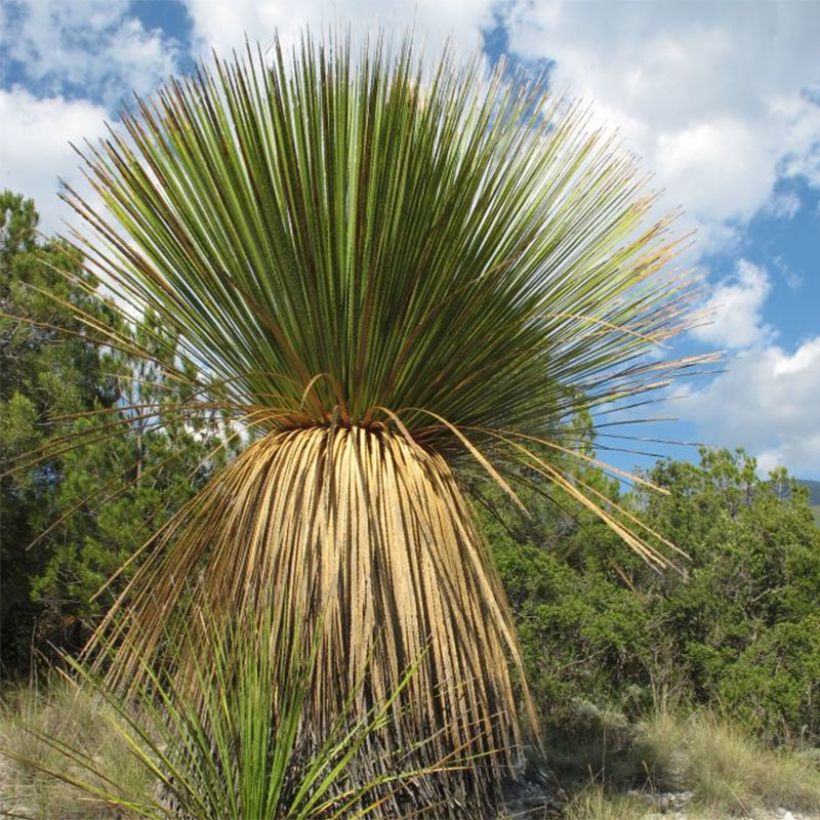 Dasylirion miquihuanensis - Mexicaanse grasboom (Plant habit)