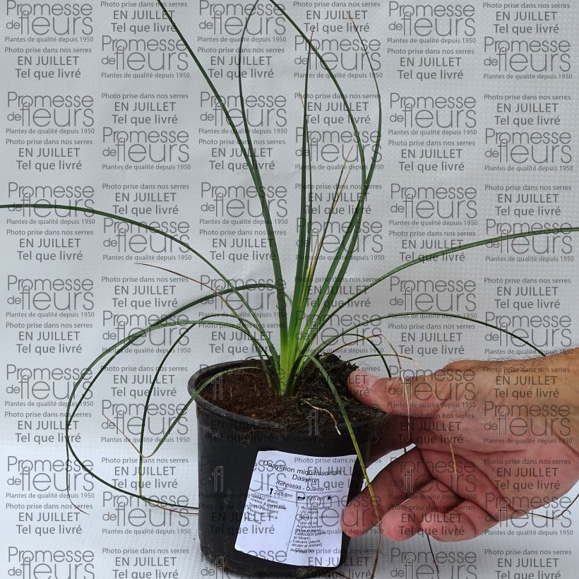 Exemplaar van Dasylirion miquihuanensis - Mexicaanse grasboom Pot van 12 cm / 13 cm zoals geleverd in de zomer