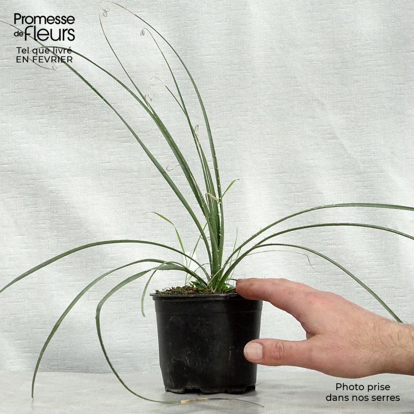 Example of Dasylirion miquihuanensis Pot van 12 cm / 13 cm as you get in hiver