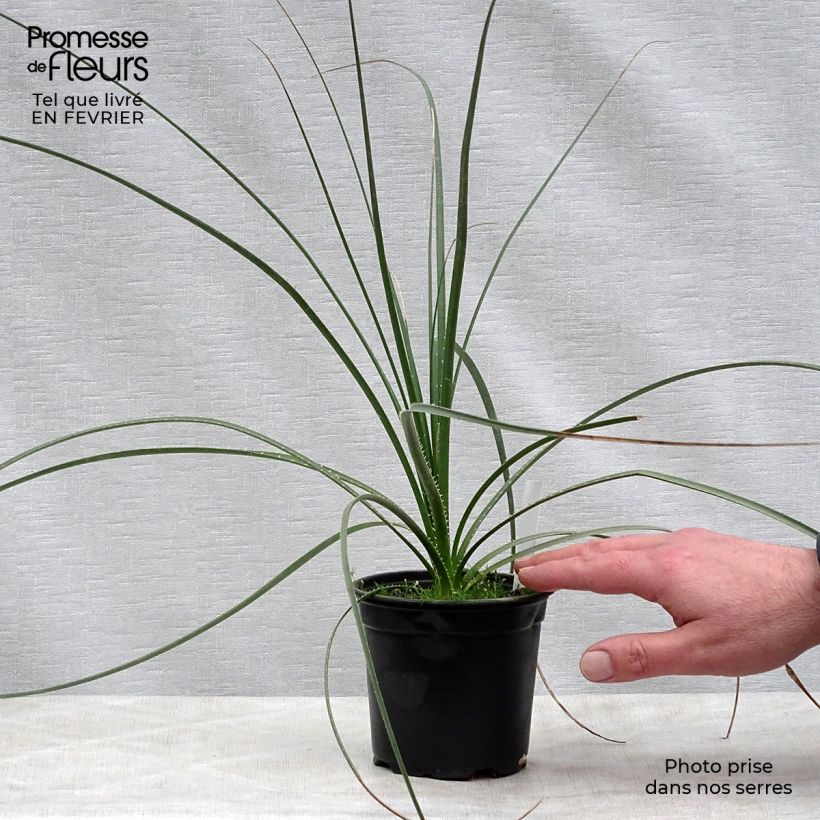 Example of Dasylirion texanum - Sotol du Texas Pot van 12 cm / 13 cm as you get in hiver