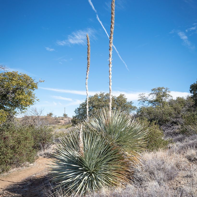 Dasylirion wheeleri - Mexicaanse grasboom (Groeiplaats)