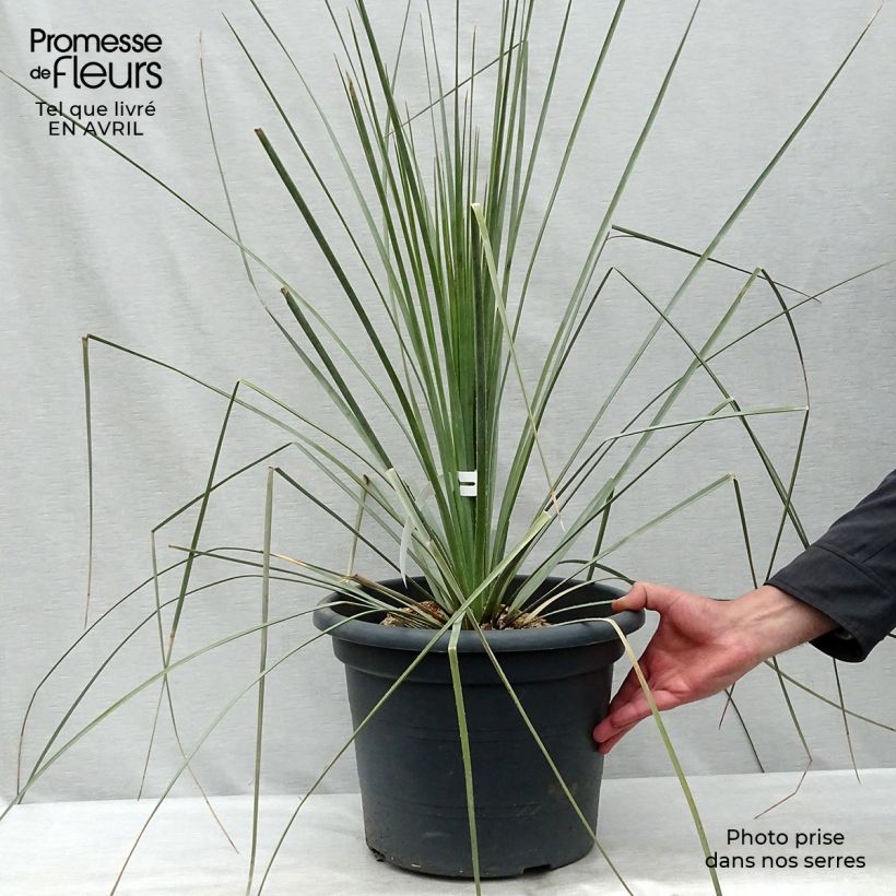 Exemplaar van Dasylirion wheeleri - Mexicaanse grasboom Pot van 7,5 l/10 l zoals geleverd in de lente