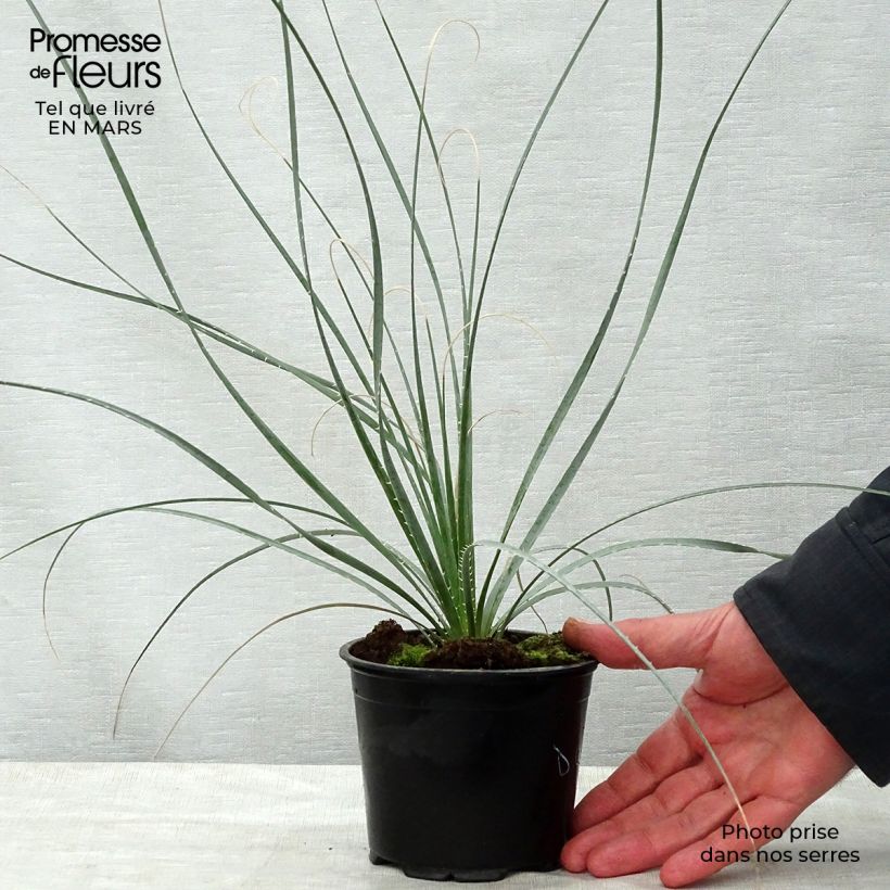 Exemplaar van Dasylirion wheeleri - Mexicaanse grasboom Pot van 3 l/4 l zoals geleverd in de lente